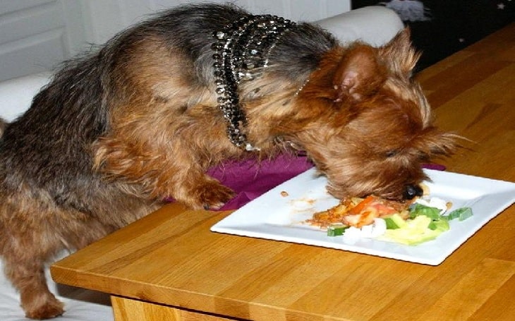 Australian Terrier feeding methods