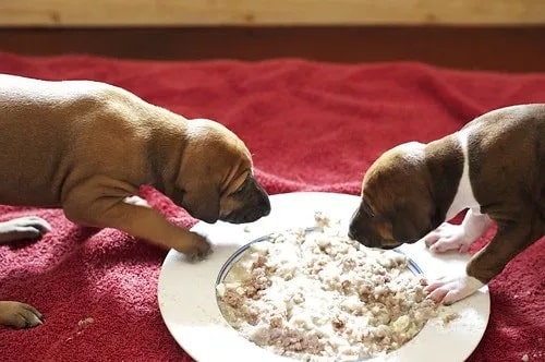 Azawakh Puppies eating