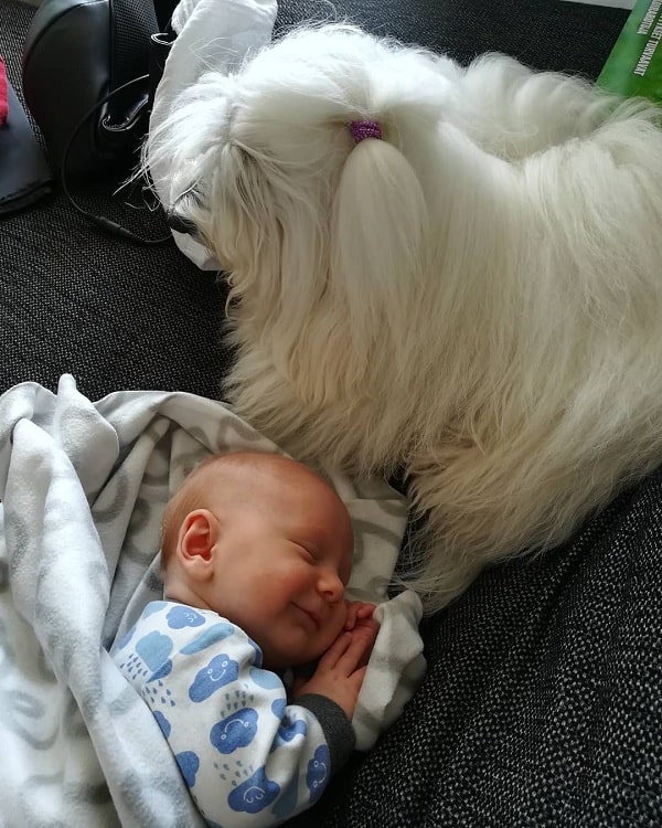 Baby happily sleeping besides Coton de Tulear