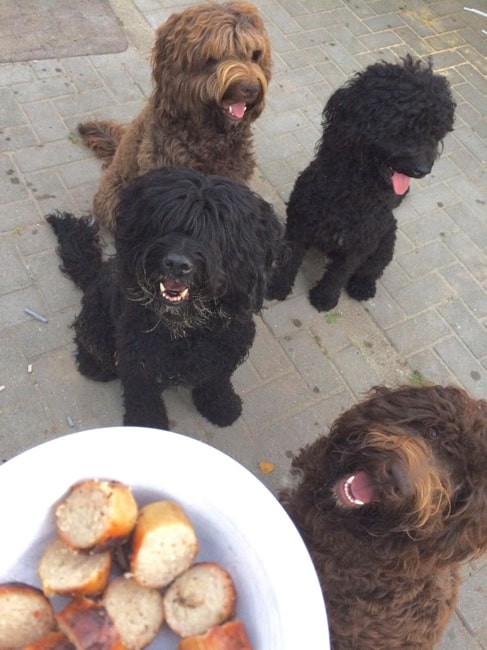 Barbet Dogs Ready for meal