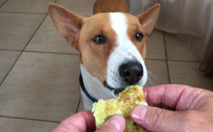 Basenji Eating habit and feeding methods