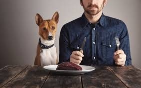 Basenji eating with its human