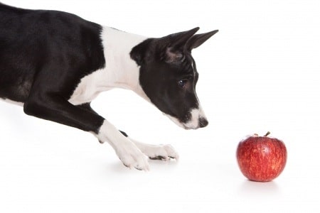 Basenji looking at an apple