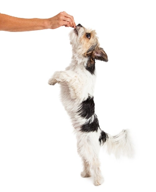 Bea-Tzu taking treats