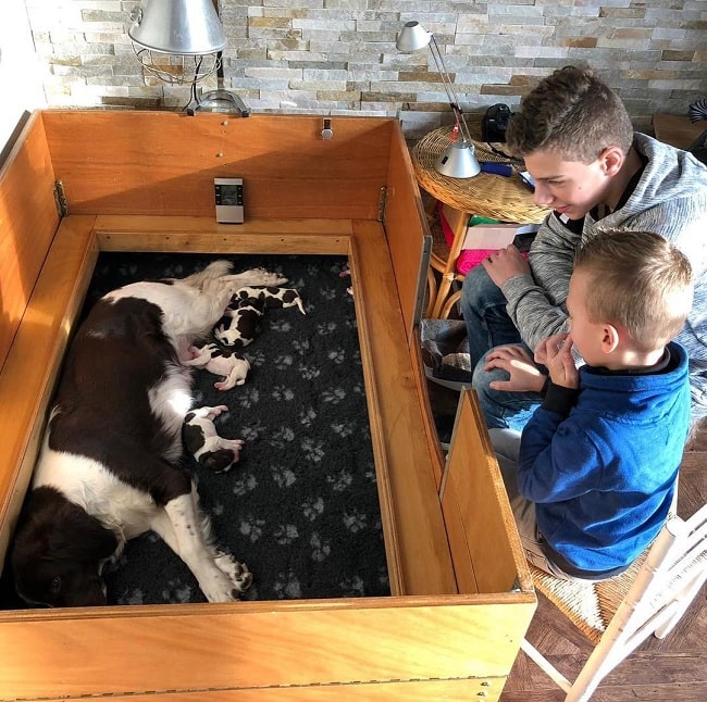 Boys watching Drentsche Patrijshond feeding its puppies