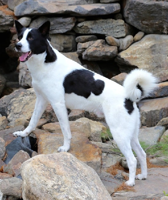 Cannan climbing on the rocks