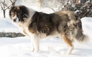 Caucasian Shepherd Dog Behavior and training