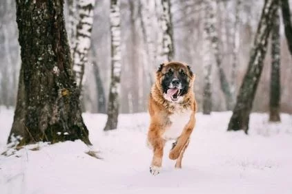 Caucasian Shepherd Dog running on snow