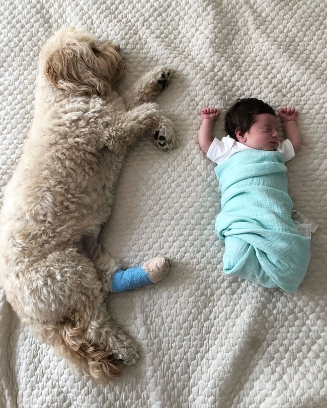 Cavachon sleeping with baby