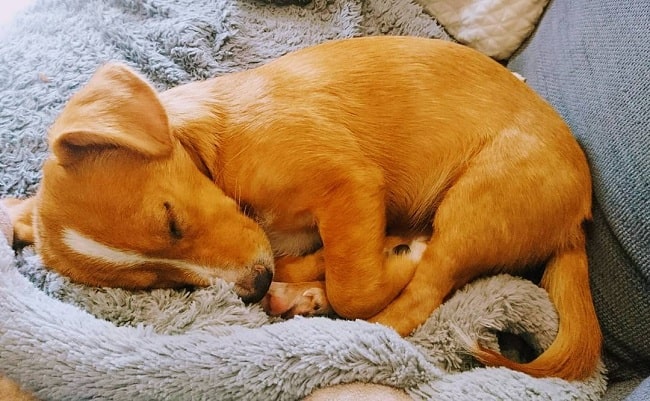 Corsengi puppy sleeping peacefully