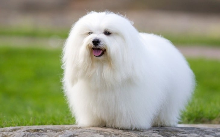 Coton de Tulear behavior and temperament