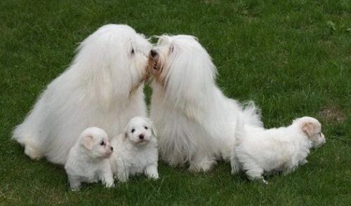 Coton de Tulear family