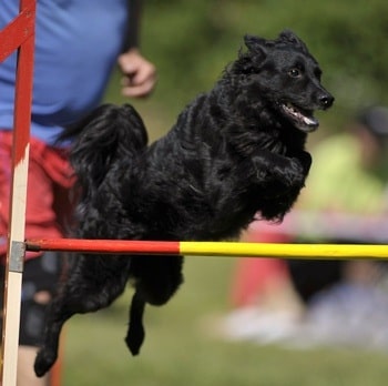 Croatian Sheepdog behavior agile