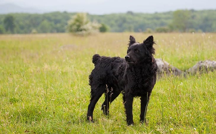 Croatian Sheepdog personality and training