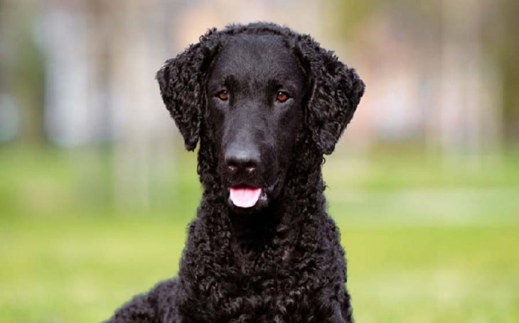Curly-Coated Retriever behavior and personality