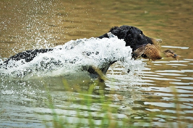 Curly-Coated Retriever retrieving in water