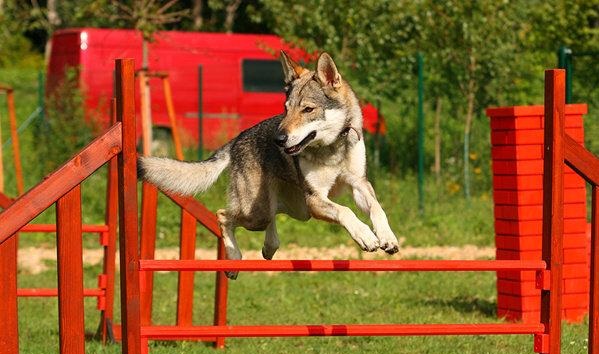 Czechoslovakian Vlcak agility