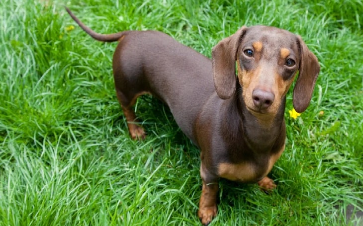 Dachshund personality and training