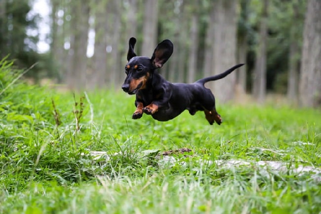 Dachshund running on the field