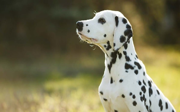 Dalmatian Behavior, temperament, and personality