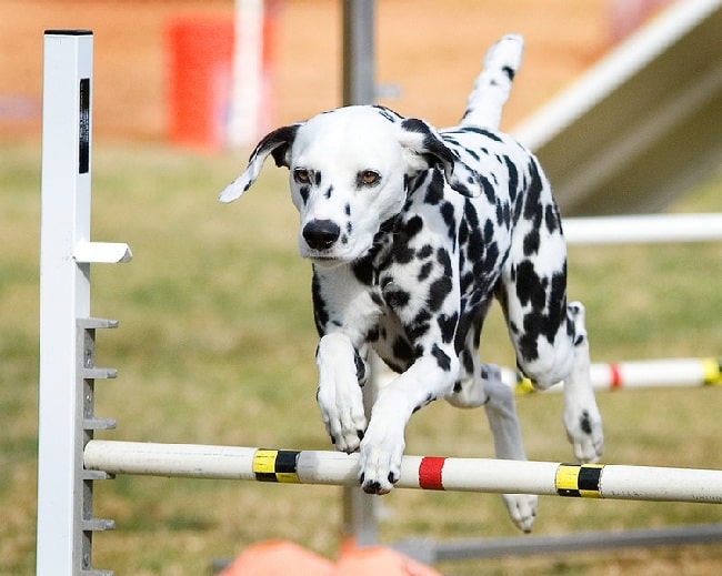 Dalmatian agility