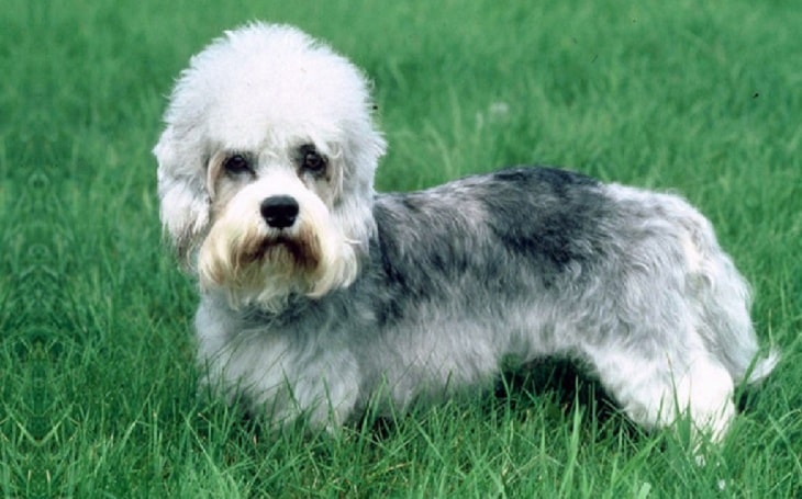 Dandie Dinmont Behavior and training