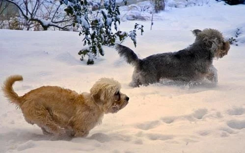 Dandie Dinmont running on the snow