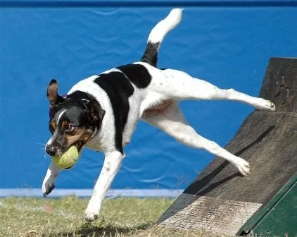 Danish-Swedish farmdog is a very active dog