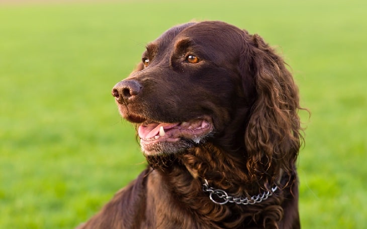 Deutscher Wachtelhund personality and temperament