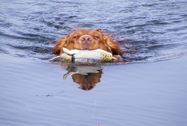 Deutscher Wachtelhund retrieving