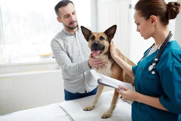 Dog check up