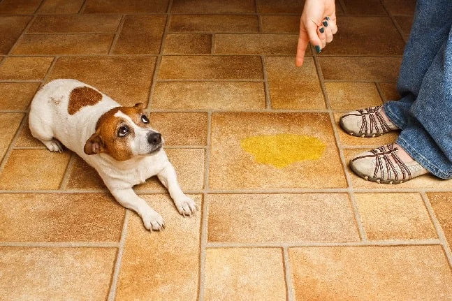 Dog urinated on the floor