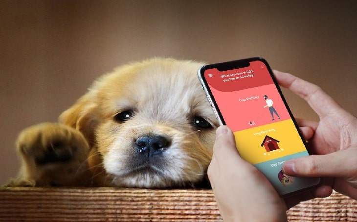 Dog walking and boarding app