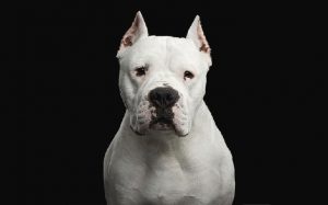 Dogo Argentino Behavior and training
