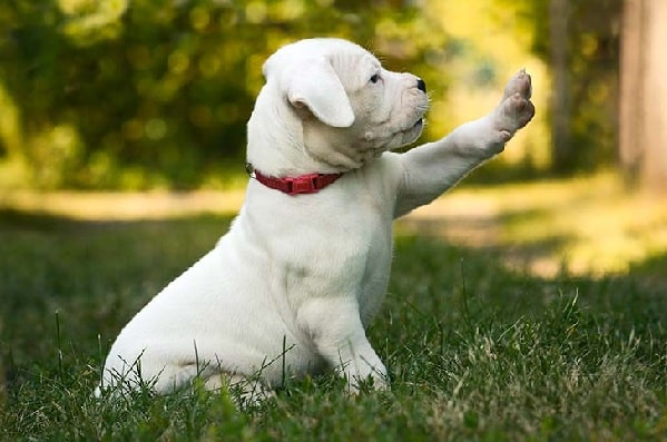 Dogo Argentino Puppy