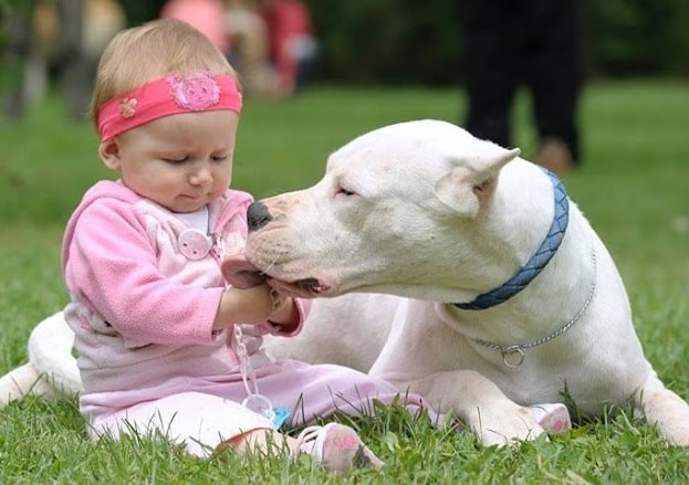 Dogo Argentino looking after a baby girl