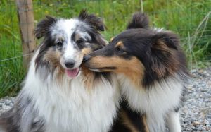 Dogs mating facts