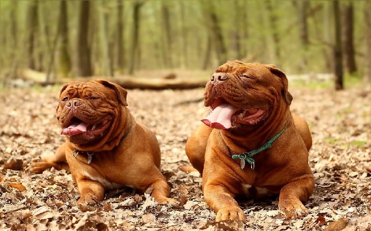 are dogue de bordeaux good guard dogs