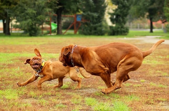 Dogue de Bordeaux puppy and mother playing