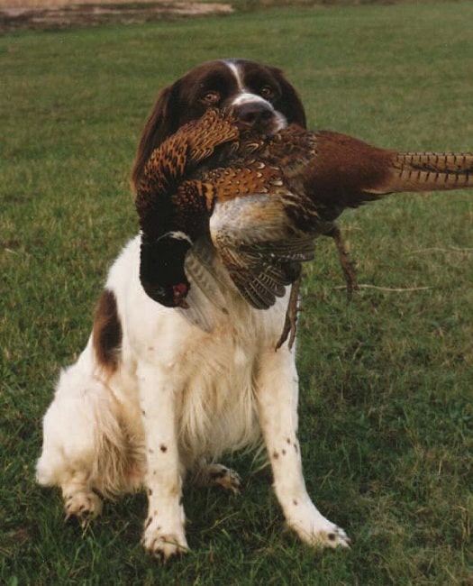 Drentsche Patrijshond hunting pheasant