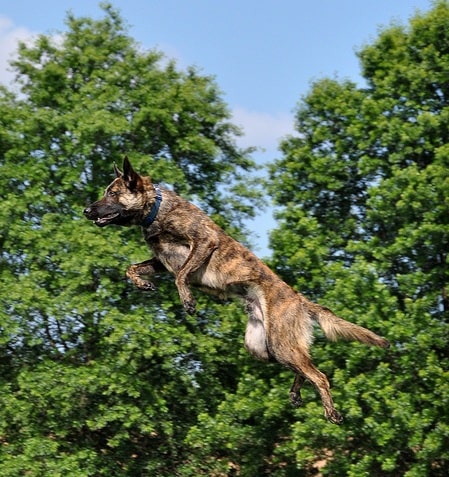 Dutch Shepherd agility