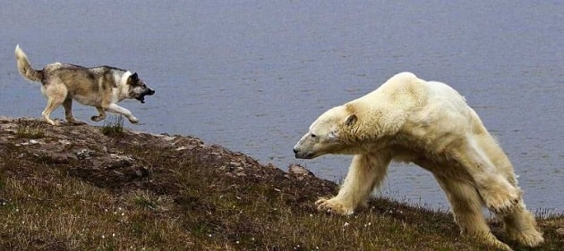 East Siberian Laika and a big polor bear