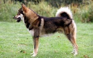 East Siberian Laika temperament and personality