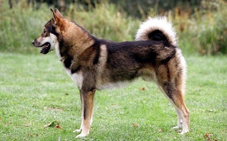 east siberian laika