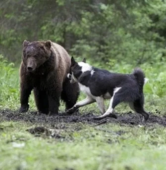East Siberian Laika hunting bear