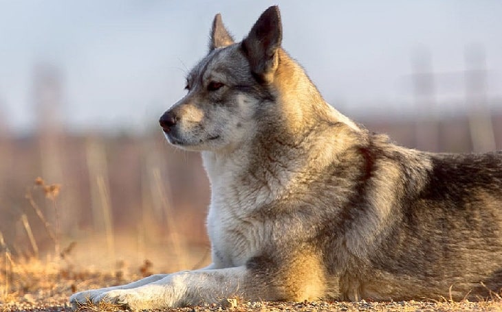 East Siberian Laika behavior, origin, and health