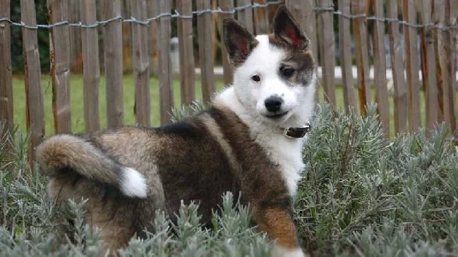 East Siberian Laika puppy