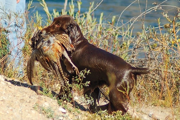 Field Spaniel retrieving a bird