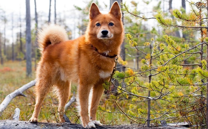 Finnish Spitz Behavior and training