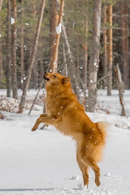 Finnish Spitz playing on the snow